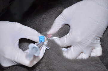 a veterinarian performs catheterization of the bladder of a cat with urolithiasis