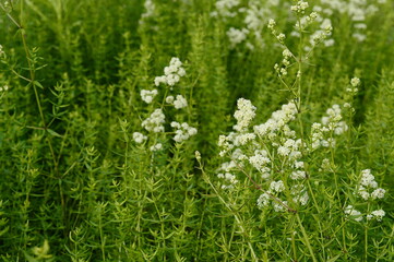 Closeup Galium boreale known as northern bedstraw with blurred background in summer garden