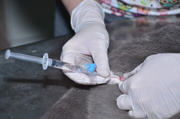 a veterinarian performs catheterization of the bladder of a cat with urolithiasis