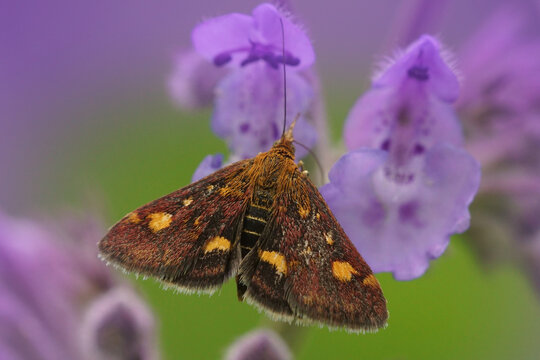 Close up of the  mint moth , Pyrausta aurata on a purple nettle flower against a green background