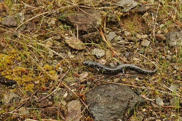 An adult black salamander, Aneides flavipunctatus wandering on the ground in North California