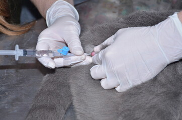 a veterinarian performs catheterization of the bladder of a cat with urolithiasis