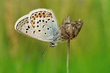 A closeup of the Silver-studded blue, Plebejus argus with closed wings on a green background