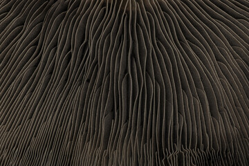 Abstract macro background of portobello mushroom bottom cap. Futuristic look of wavy line shape forms close-up surface