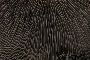 Fotobehang Abstract macro background of portobello mushroom bottom cap. Futuristic look of wavy line shape forms close-up surface © Rytis