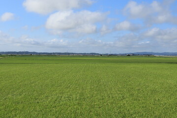 一面緑色の田園風景、東北地方の田んぼ
