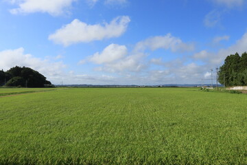 一面緑色の田園風景、東北地方の田んぼ