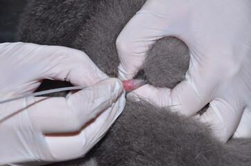 a veterinarian performs catheterization of the bladder of a cat with urolithiasis