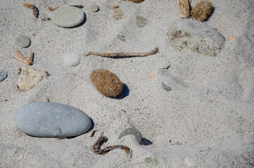 Neptunbälle am Sandstrand