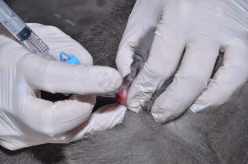 a veterinarian performs catheterization of the bladder of a cat with urolithiasis