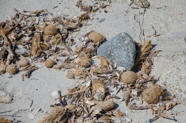 Neptunbälle am Sandstrand