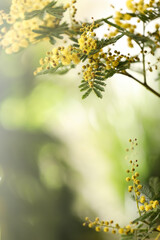 Beautiful mimosa plant on blurred background, closeup. Space for text