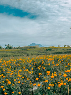 Beautiful Gemitir Flowers Garden in Bali