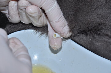 a veterinarian performs catheterization of the bladder of a cat with urolithiasis
