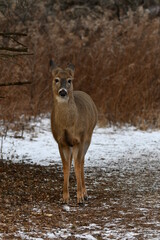 White-tailed deer on hiking trail