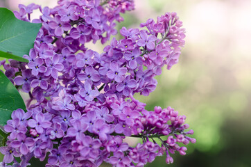 Lilac flowers blooming in the spring garden. Lilac trees blossoms against blurred background, space for text.