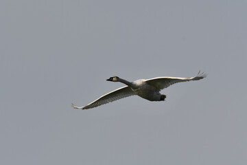 Mute Swan in flight with spread wings