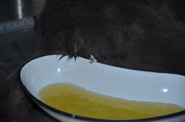 a veterinarian performs catheterization of the bladder of a cat with urolithiasis