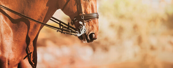 The muzzle of a beautiful sorrel horse, which is wearing a leather bridle, illuminated by bright...