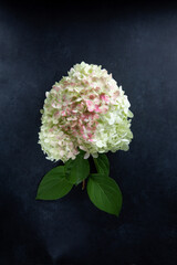 White hydrangea flower on black background. Hydrangea arborescens. Close-up.