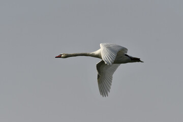 Mute Swan in flight with spread wings