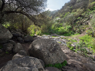 Footpath through Lush landscape of Barranco de los Cernicalos along small water stream. Gran Canaria, Canary Islands, Spain