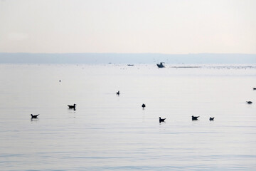 Seagulls at the sea. Picturesque landscape in Split, Croatia.