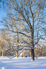 View of Mustion Linna park in winter, snow covered oak tree, Finland