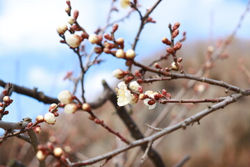 梅の花