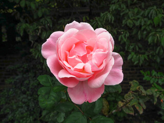 one pink rose on green leaves background