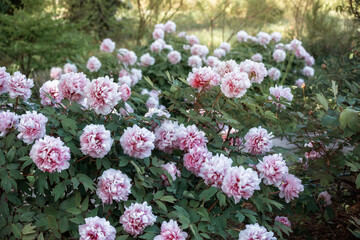 Lush bloom of pink peonies in the spring garden.