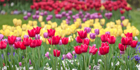 bed of red and yellow tulips in spring