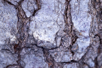 tree trunk bark, macro photo