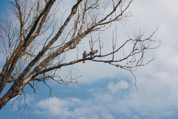 sitting birds on a branch of a dry tree. Summer birds of prey