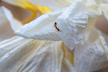 Fototapeta na wymiar dried white color orchid flower, macro photo.
