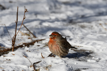 House Finch sitting in snow