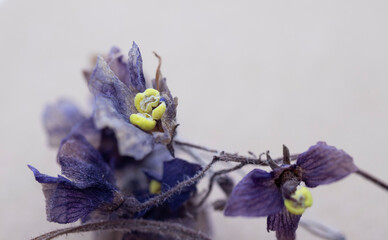 dried purple violet flower, macro photo.