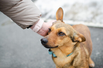 Cute red orange corgi mix puppy. Mix breed happy dog