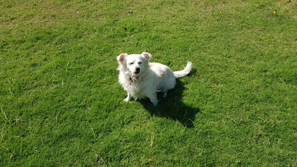 Cute white dog smiling on green grass