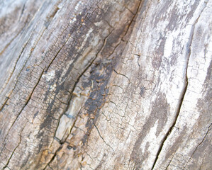 texture of tree bark