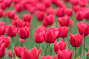 Fototapeta premium bed of red tulips in spring