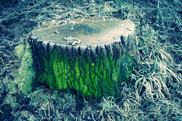 Striking green of the bark of a tree stump in winter