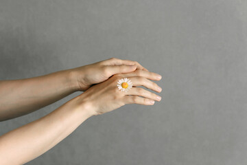Woman's hand with a camomile isolated on the grey background. Care for skin hands.