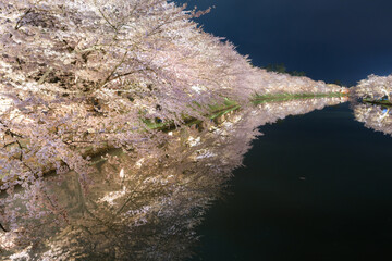 反射して夜に映える弘前の夜桜