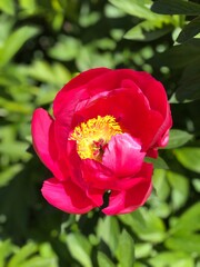 flor, rojo, tulipa, naturaleza, primavera, verde, rosa, flor, huerta, rosa, florecer, fábrica, verano, florecer, amarilla, flora, macro, brillante, hermoso, tulipa, beldad, amapola, pétalo, floral
