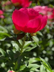 rosa, flor, rojo, naturaleza, rosa, huerta, fábrica, florecer, verde, flora, hermoso, beldad, amor, flor, florecer, floral, hojas, primavera, verano, brotar, ramo, regalo, macro, fresco