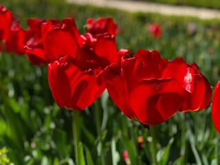tulipa, flor, primavera, rojo, flor, tulipa, naturaleza, huerta, verde, campa, fábrica, florecer, florecer, beldad, flora, verano, hermoso, floral, color, variopinto, brillante, amarilla, aparcar, flo