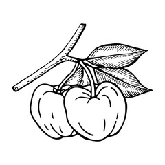 Acerola fruit and leaves. Barbados cherry. Hand drawn vector illustration.