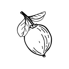 Acerola fruit and leaves. Barbados cherry. Hand drawn vector illustration.