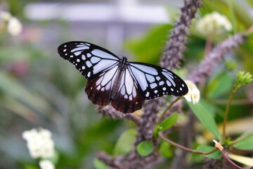 羽を広げるアサギマダラ